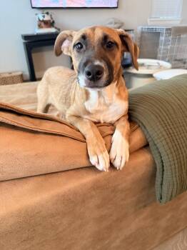 Georgia -  Anatolian Shepherd and Boxer Dog for Adoption in Mooresville, North Carolina - Georgia | PetCurious