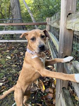 Rescue Hound Dogs for Adoption in Franklin, Wisconsin - Maggie | PetCurious