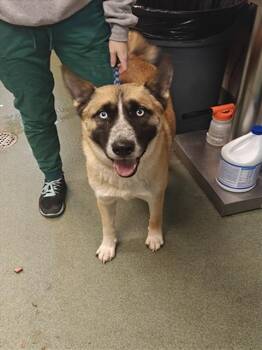 Rescue Mixed Breed Dogs for Adoption in Santa Fe, New Mexico - LEXI | PetCurious