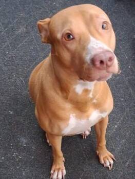 Carma -  Mixed Breed Dog for Adoption in Kitchener, Ontario - Carma | PetCurious