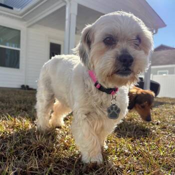Shih Tzu Dogs Available for Adoption in Savannah, Georgia - 158231- Blanca Mae | PetCurious
