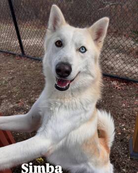Rescue Husky Dogs for Adoption in Central Islip, New York - Simba Tag #1549 | PetCurious
