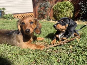 Maria and Mabel -  Dachshund Dog for Adoption in Renton, Washington - Maria And Mabel | PetCurious