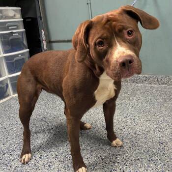 American Staffordshire Terrier Dogs Available for Adoption in Greenville, South Carolina - Ntsako | PetCurious