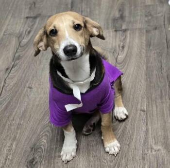 Rescue Beagle and Golden Retriever Dogs for Adoption in Sedalia, Colorado - Denali | PetCurious