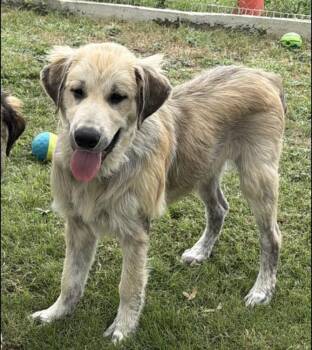 Whiskey~FOSTER or FOSTER TO ADOPT NEEDED~ -  Pumi Dog for Adoption in Minneapolis, Minnesota - Whiskey~FOSTER Or FOSTER TO ADOPT NEEDED~ | PetCurious