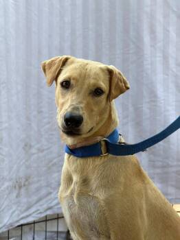 Chai -  Foxhound and Labrador Retriever Dog for Adoption in Ramona, California - Chai | PetCurious