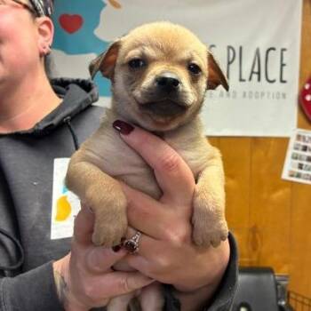 Mash/A1043158 -  Border Terrier and Chihuahua Dog for Adoption in San Pablo, California - Mash/A1043158 | PetCurious