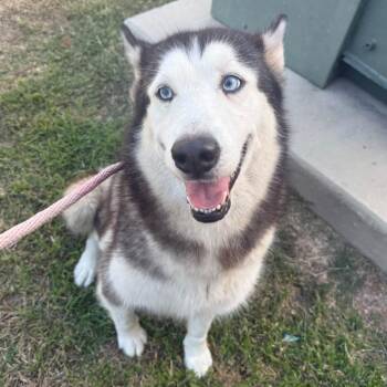 TXAC-Stray-20149 -  Husky and Mixed Breed Dog for Adoption in Portland, Texas - TXAC-Stray-20149 | PetCurious