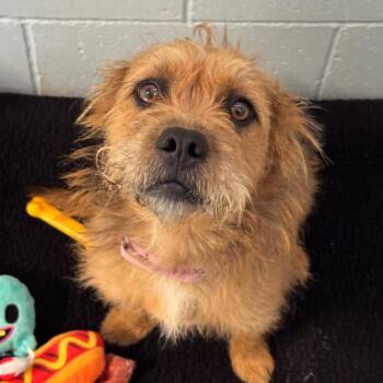 Coco -  Scottish Terrier Dog for Adoption in Goleta, California - Coco | PetCurious