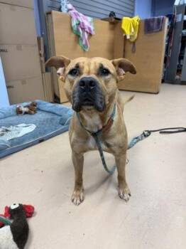 Blackhollow -  Mixed Breed Dog for Adoption in Chamblee, Georgia - Blackhollow | PetCurious