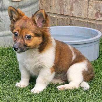 838 (2026) Joanie -  Pomeranian and Mixed Breed Dog for Adoption in Parker, Colorado - 838 (2026) Joanie | PetCurious