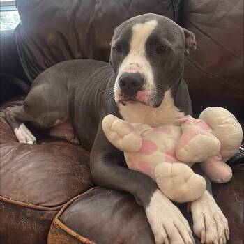 Baxter -  Pit Bull Terrier Dog for Adoption in Dallas, Texas - Baxter | PetCurious