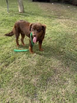 Chow Chow and Poodle Dogs Available for Adoption - Fluffy | PetCurious