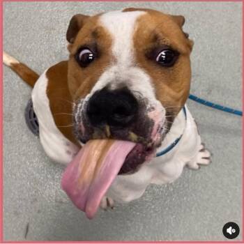 Reef -  Mixed Breed Dog for Adoption in Wilsall, Montana - Reef | PetCurious