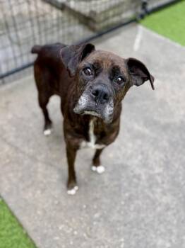 Boxer and Mixed Breed Dogs Available for Adoption in Picayune, Mississippi - Sheeba | PetCurious