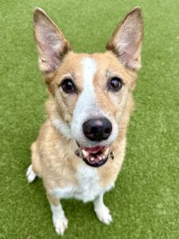 Rescue Mixed Breed Dogs for Adoption in Wichita, Kansas - Jodie | PetCurious