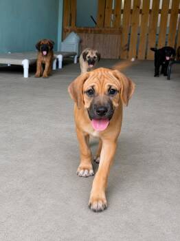 Mixed Breed Dogs Available for Adoption in Portland, Oregon - Sasha  | PetCurious