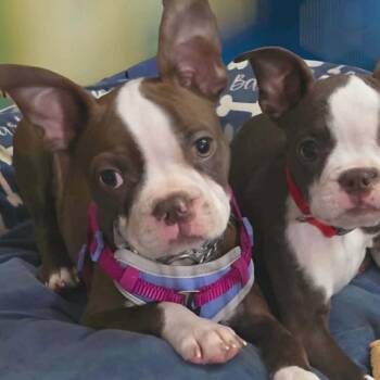 Boston Terrier Dogs Available for Adoption in Loves Park, Illinois - CELTIC | PetCurious