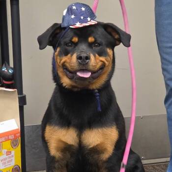 Rizzo -  Rottweiler Dog for Adoption in Council Bluffs, Iowa - Rizzo | PetCurious