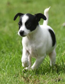 Moxie -  Chihuahua Dog for Adoption in Mechanicsburg, Pennsylvania - Moxie | PetCurious