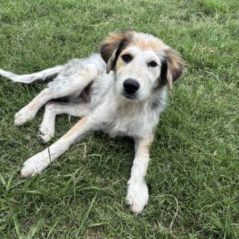 Eddie Munster -  Great Pyrenees and Mixed Breed Dog for Adoption in Sunnyvale, Texas - Eddie Munster | PetCurious