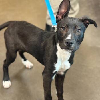 Pit Bull Terrier and Mixed Breed Dogs Available for Adoption in Norman, Oklahoma - Darth Mittens | PetCurious