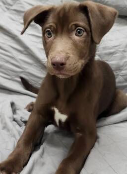 Labrador Retriever Dogs Available for Adoption - Sally | PetCurious