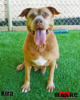 Kira -  Staffordshire Bull Terrier Dog for Adoption in Maryville, Tennessee - Kira | PetCurious