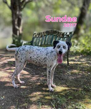 Rescue Australian Cattle Dog Blue Heeler and Labrador Retriever Dogs for Adoption in Oak Ridge, Tennessee - Sundae | PetCurious