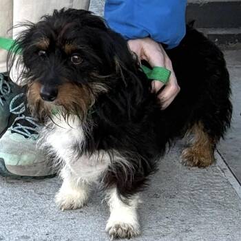 Terrier Dogs Available for Adoption - DaVinci | PetCurious