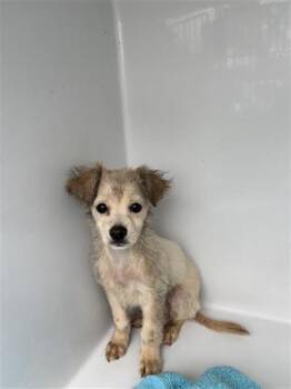 Chihuahua and Mixed Breed Dogs Available for Adoption in Houston, Texas - A655718 | PetCurious
