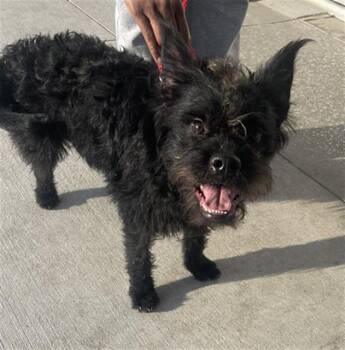 Mixed Breed Dogs Available for Adoption in Dallas, Texas - ZYDEKO | PetCurious