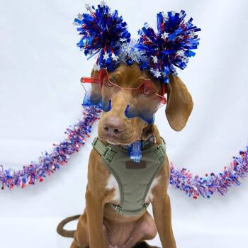 761 (2026) Nauti -  German Shorthaired Pointer and Chocolate Labrador Retriever Dog for Adoption in Parker, Colorado - 761 (2026) Nauti | PetCurious