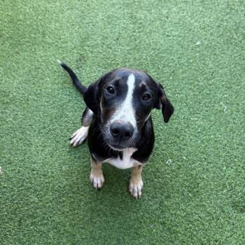 Lucy 2853 -  Hound and Mixed Breed Dog for Adoption in Loxahatchee Groves, Florida - Lucy 2853 | PetCurious