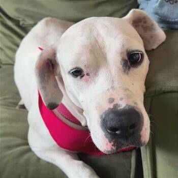 Rescue Pit Bull Terrier and American Staffordshire Terrier Dogs for Adoption in Tampa, Florida - Draculaura | PetCurious