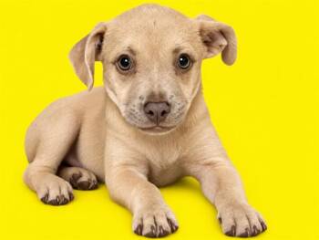 JAX -  Terrier and Mixed Breed Dog for Adoption in Doral, Florida - JAX | PetCurious