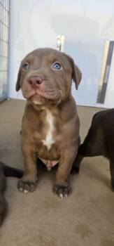 Labrador Retriever and Pit Bull Terrier Dogs Available for Adoption in Cleveland, Tennessee - Ron | PetCurious