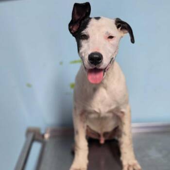 Diesel -  Pit Bull Terrier and Mixed Breed Dog for Adoption in Jefferson City, Tennessee - Diesel | PetCurious