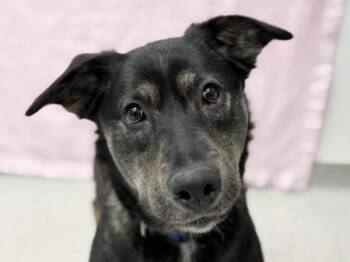 Shepherd Dogs Available for Adoption - Tasha | PetCurious