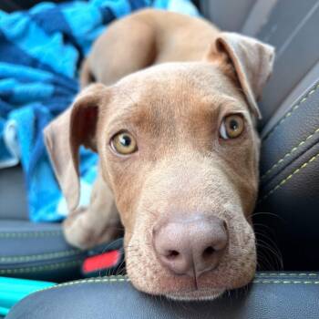 Pit Bull Terrier Dogs Available for Adoption - Wexford | PetCurious