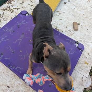 Smuggler -  Pit Bull Terrier Dog for Adoption in Dallas, Texas - Smuggler | PetCurious