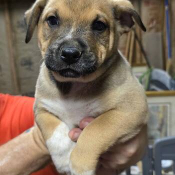 German Shepherd Dog Dogs Available for Adoption - Halo | PetCurious