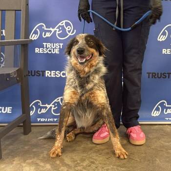 Cattle Dog Dogs Available for Adoption - BANYAN | PetCurious
