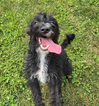 Rescue Miniature Schnauzer Dogs for Adoption in Xenia, Ohio - Penelope (Coming Soon...) | PetCurious