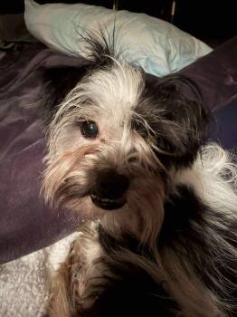 Rescue Yorkshire Terrier Dogs for Adoption in Grand Forks, North Dakota - Bruce | PetCurious