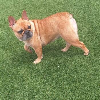 Cappuccino 2944 -  French Bulldog Dog for Adoption in Loxahatchee Groves, Florida - Cappuccino 2944 | PetCurious