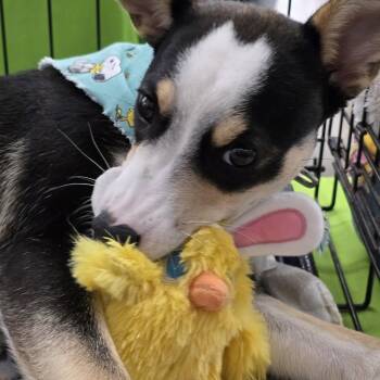 German Shepherd Dog and Labrador Retriever Dogs Available for Adoption - Quilceda BL14317-T | PetCurious