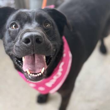 Sophie Ann -  Labrador Retriever Dog for Adoption in Andover, Massachusetts - Sophie Ann | PetCurious