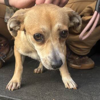 Chihuahua Dogs Available for Adoption in Richmond, California - ROSA | PetCurious